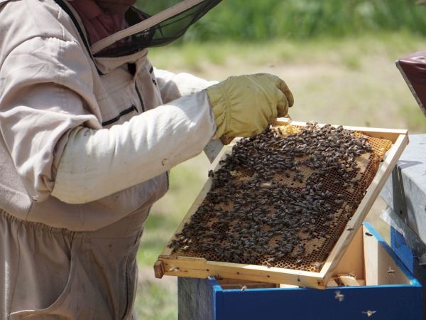 A beekeeper in a protective suit holds a honeycomb frame as bees cover the cells in a sunny field.