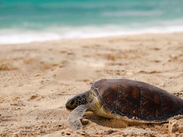 A sea turtle rests on a sandy beach as gentle waves roll in behind it.