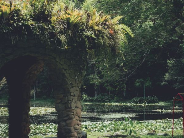 A sunny tropical garden with a small pond, dense greenery, flowers, stone blocks, and trees, creating a lush outdoor scene.